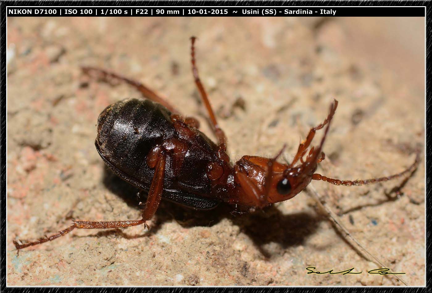 Brachinus crepitans